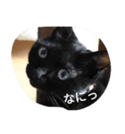 chachamaru_me2（個別スタンプ：4）
