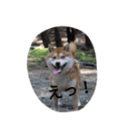 chachamaru_me2（個別スタンプ：5）