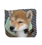 chachamaru_me2（個別スタンプ：6）