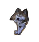 chachamaru_me2（個別スタンプ：8）
