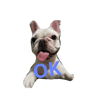 French Bulldog Kai（個別スタンプ：1）
