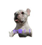 French Bulldog Kai（個別スタンプ：2）