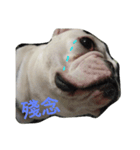 French Bulldog Kai（個別スタンプ：4）