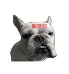 French Bulldog Kai（個別スタンプ：5）