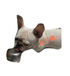 French Bulldog Kai（個別スタンプ：7）