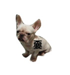 French Bulldog Kai（個別スタンプ：8）