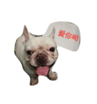 French Bulldog Kai（個別スタンプ：10）