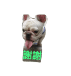 French Bulldog Kai（個別スタンプ：11）