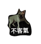 French Bulldog Kai（個別スタンプ：12）
