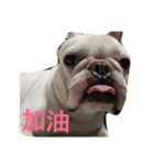 French Bulldog Kai（個別スタンプ：14）