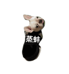 French Bulldog Kai（個別スタンプ：15）