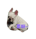 French Bulldog Kai（個別スタンプ：16）