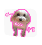 うちのエースくん（個別スタンプ：1）