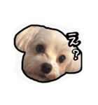 うちのエースくん（個別スタンプ：4）