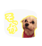 うちのエースくん（個別スタンプ：8）