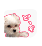 うちのエースくん（個別スタンプ：10）