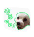うちのエースくん（個別スタンプ：11）