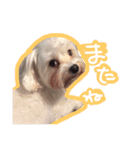 うちのエースくん（個別スタンプ：14）