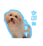 うちのエースくん（個別スタンプ：15）