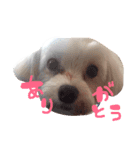 うちのエースくん（個別スタンプ：16）