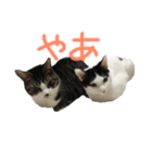 konatsu＆yuki（個別スタンプ：4）