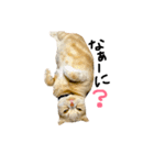 だいずの1日（個別スタンプ：4）