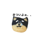 柴犬のクッキー（個別スタンプ：30）