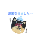 柴犬のクッキー（個別スタンプ：33）