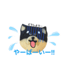 柴犬のクッキー（個別スタンプ：34）