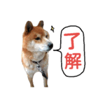 柴犬だもの（個別スタンプ：1）