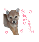 柴犬だもの（個別スタンプ：2）
