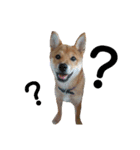 柴犬だもの（個別スタンプ：3）