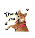 柴犬だもの（個別スタンプ：4）