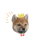 柴犬だもの（個別スタンプ：5）