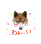 柴犬だもの（個別スタンプ：6）