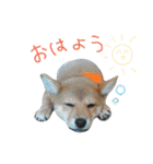 柴犬だもの（個別スタンプ：7）