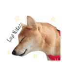 柴犬だもの（個別スタンプ：8）