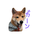 柴犬だもの（個別スタンプ：9）