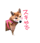 柴犬だもの（個別スタンプ：10）