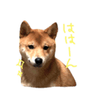 柴犬だもの（個別スタンプ：11）
