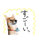 柴犬だもの（個別スタンプ：12）
