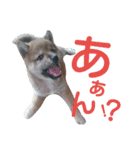 柴犬だもの（個別スタンプ：13）
