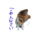 柴犬だもの（個別スタンプ：14）