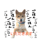 柴犬だもの（個別スタンプ：15）