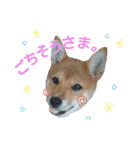 柴犬だもの（個別スタンプ：16）