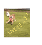 柴犬だもの（個別スタンプ：17）