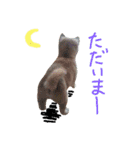柴犬だもの（個別スタンプ：18）