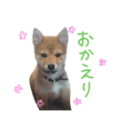 柴犬だもの（個別スタンプ：19）