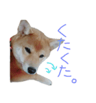 柴犬だもの（個別スタンプ：20）