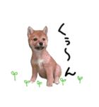 柴犬だもの（個別スタンプ：22）